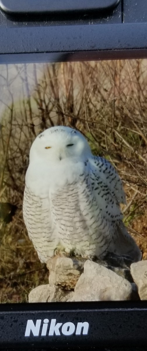 Snowy Owl - ML76573871