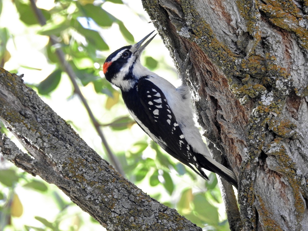 Hairy Woodpecker - Mary Rumple