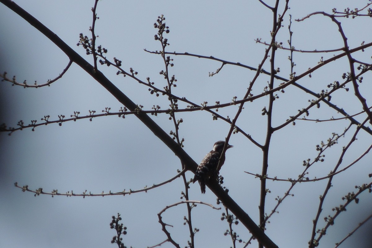 Gray-capped Pygmy Woodpecker - ML76576941
