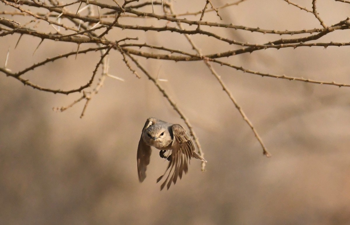 African Gray Flycatcher - Theresa Bucher