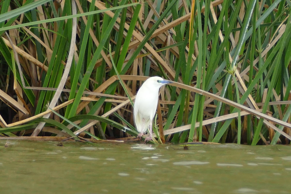 Malagasy Pond-Heron - ML76578451