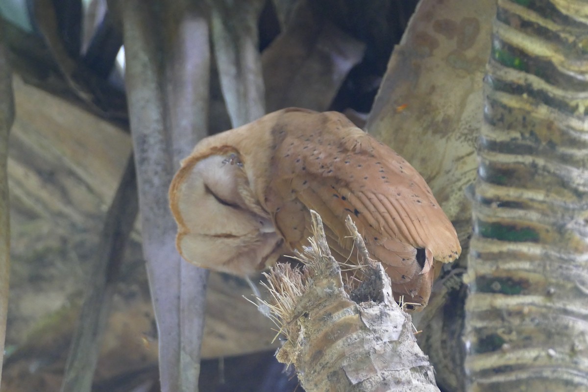 Madagaskar Peçeli Baykuşu - ML76578621