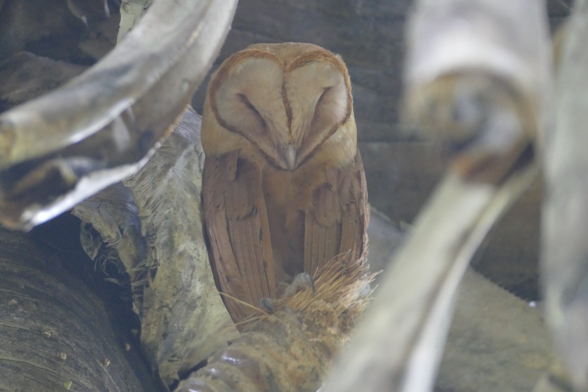 Red Owl - Peter Kaestner