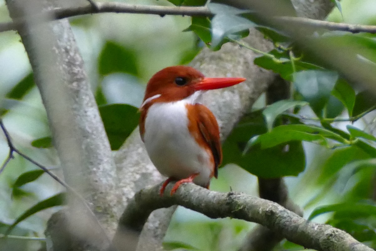 Madagascar Pygmy Kingfisher - Peter Kaestner