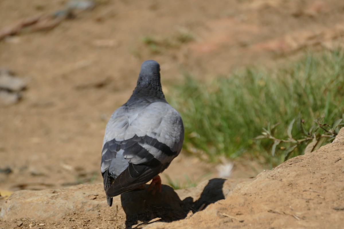 Rock Pigeon (Feral Pigeon) - Peter Kaestner