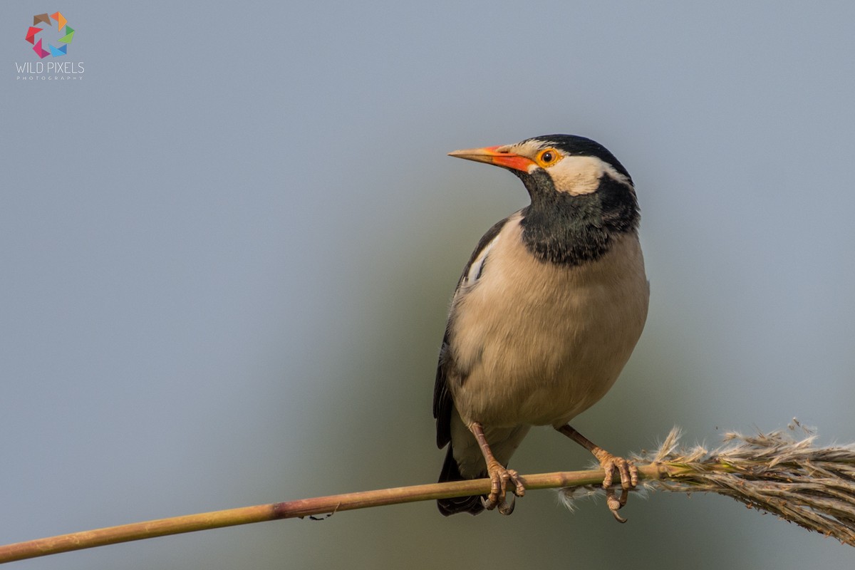 Indian Pied Starling - ML76579811