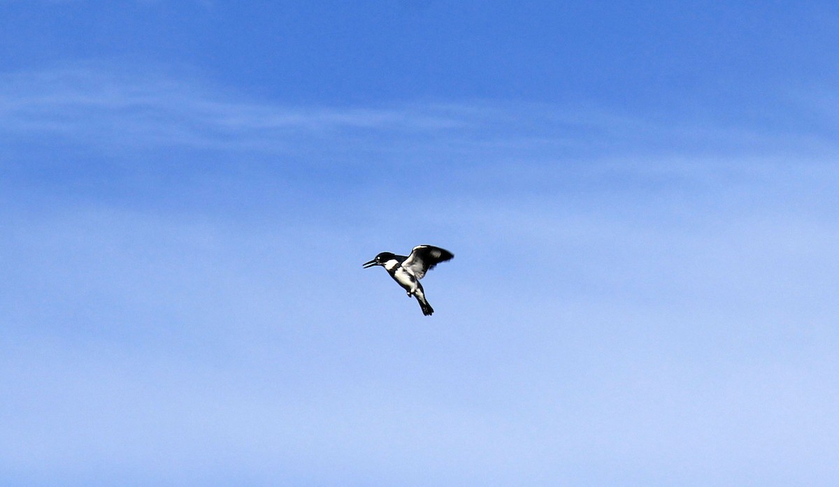 Belted Kingfisher - ML76581451