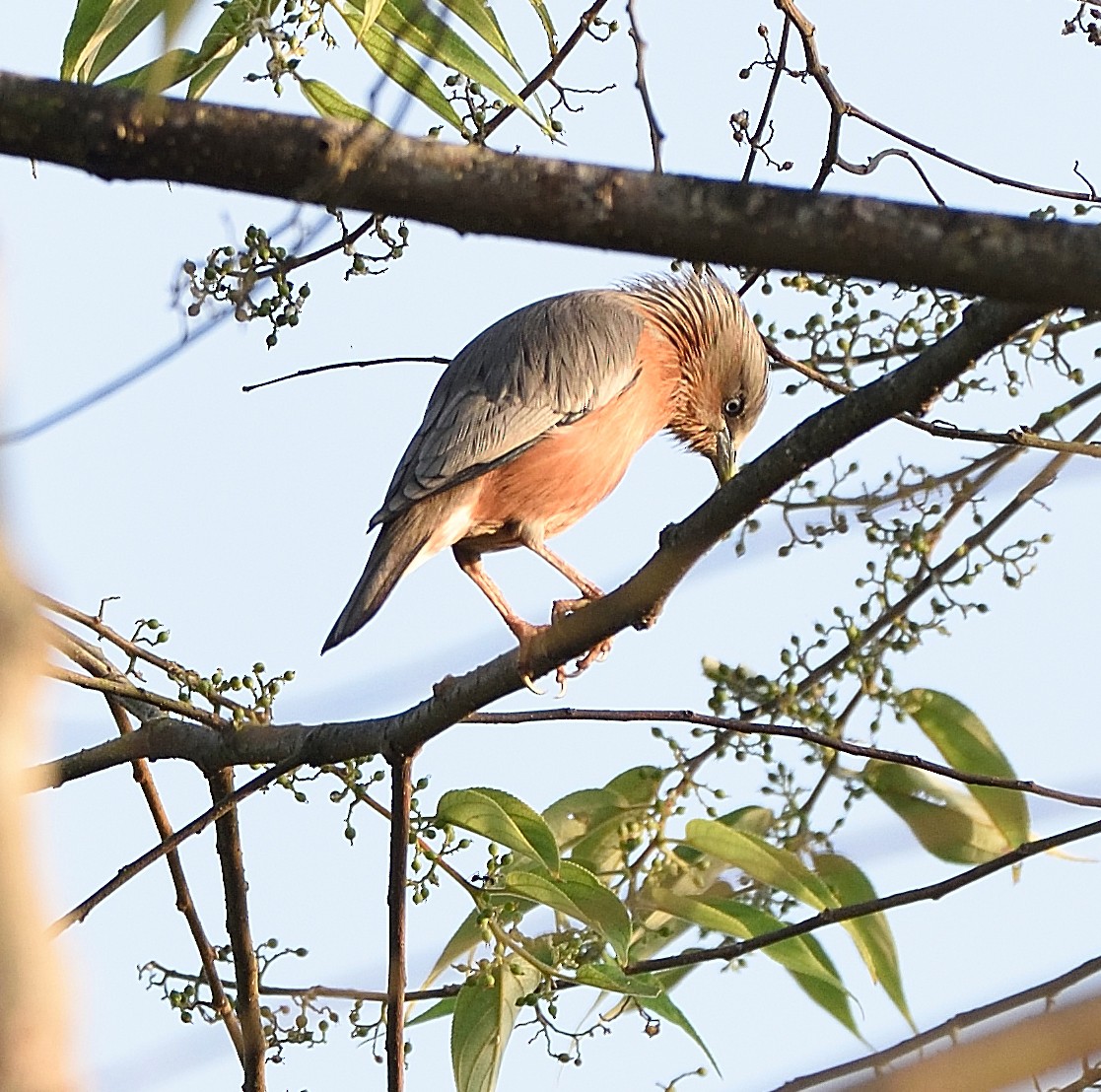 Chestnut-tailed Starling - ML76581651