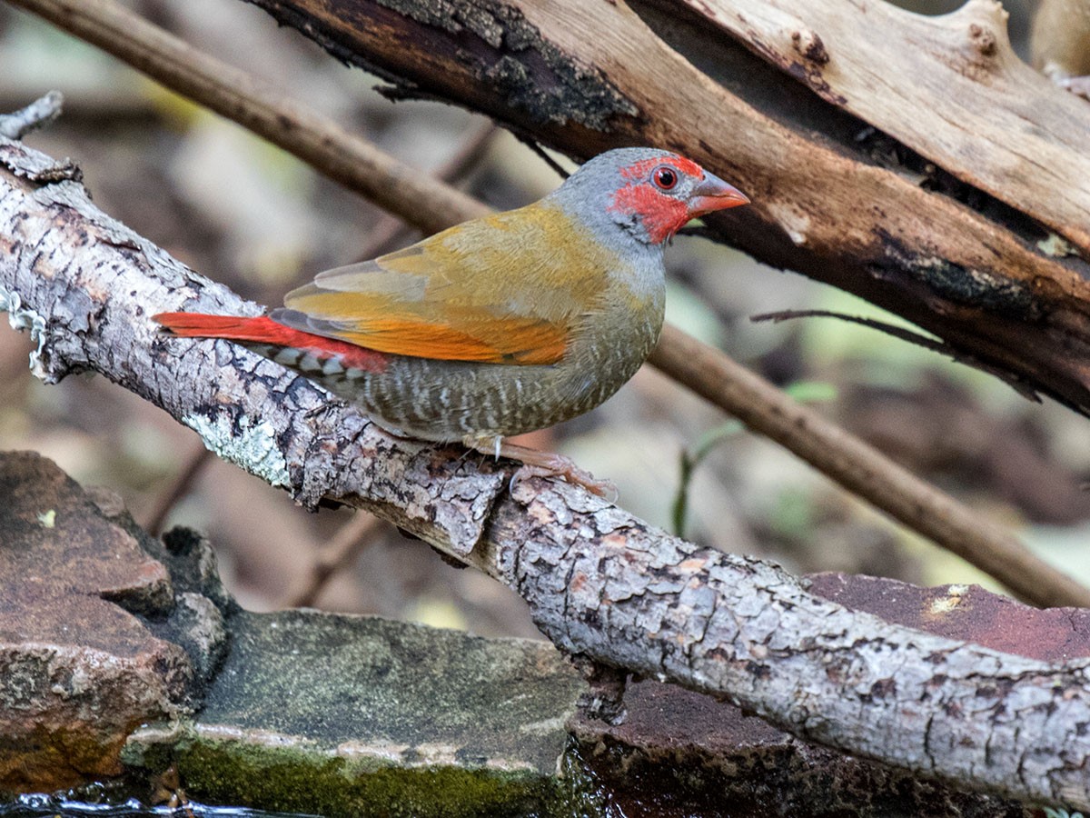 Orange-winged Pytilia - Bruce Ward-Smith