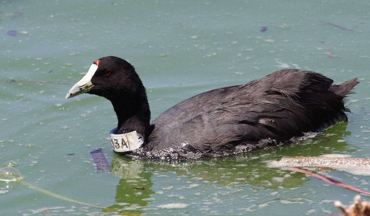 Red-knobbed Coot - ML76585101