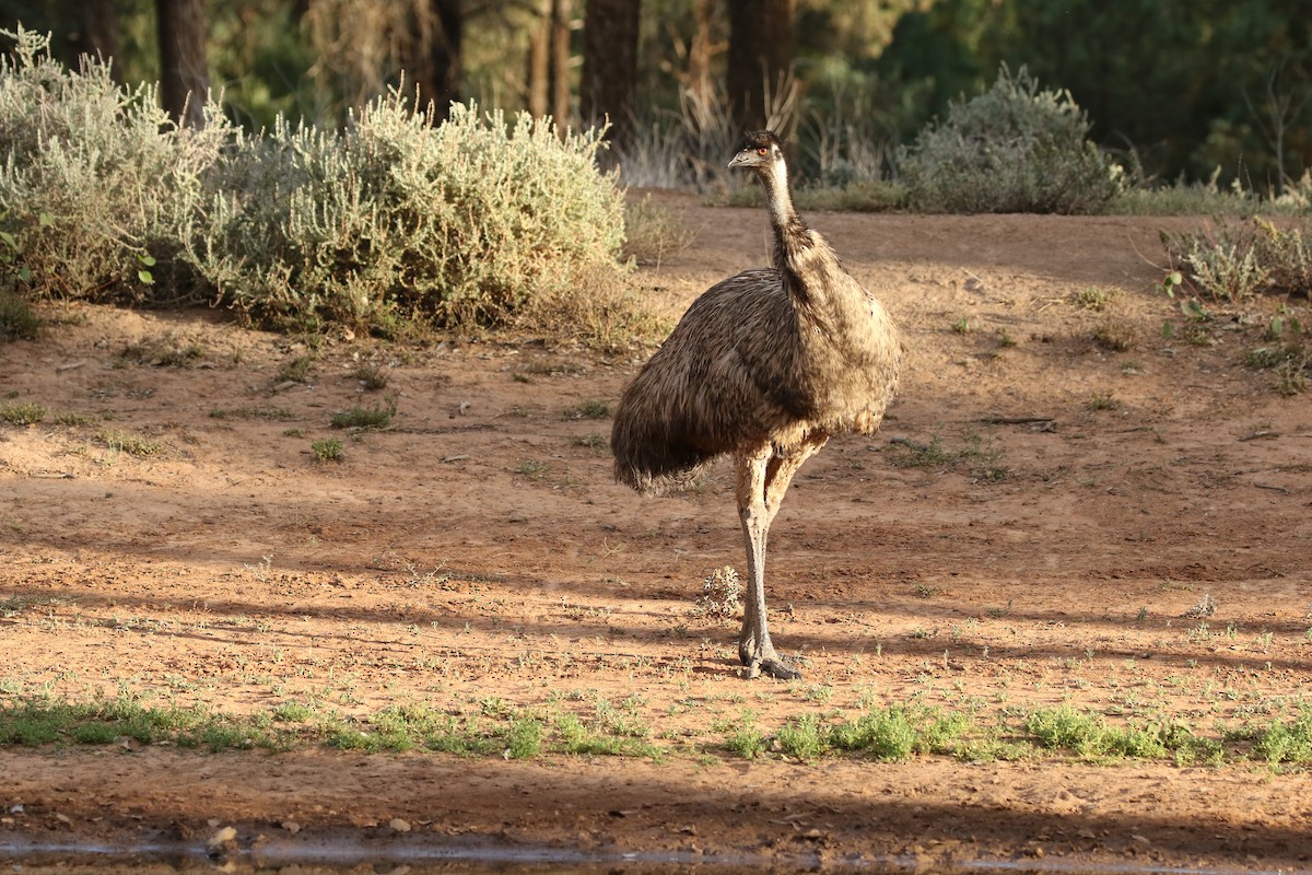 Emu - David Ongley