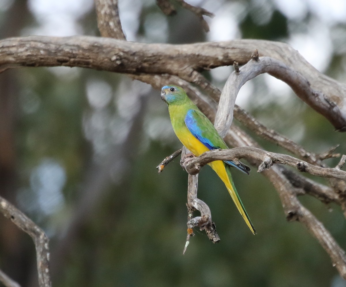 Turquoise Parrot - David Ongley