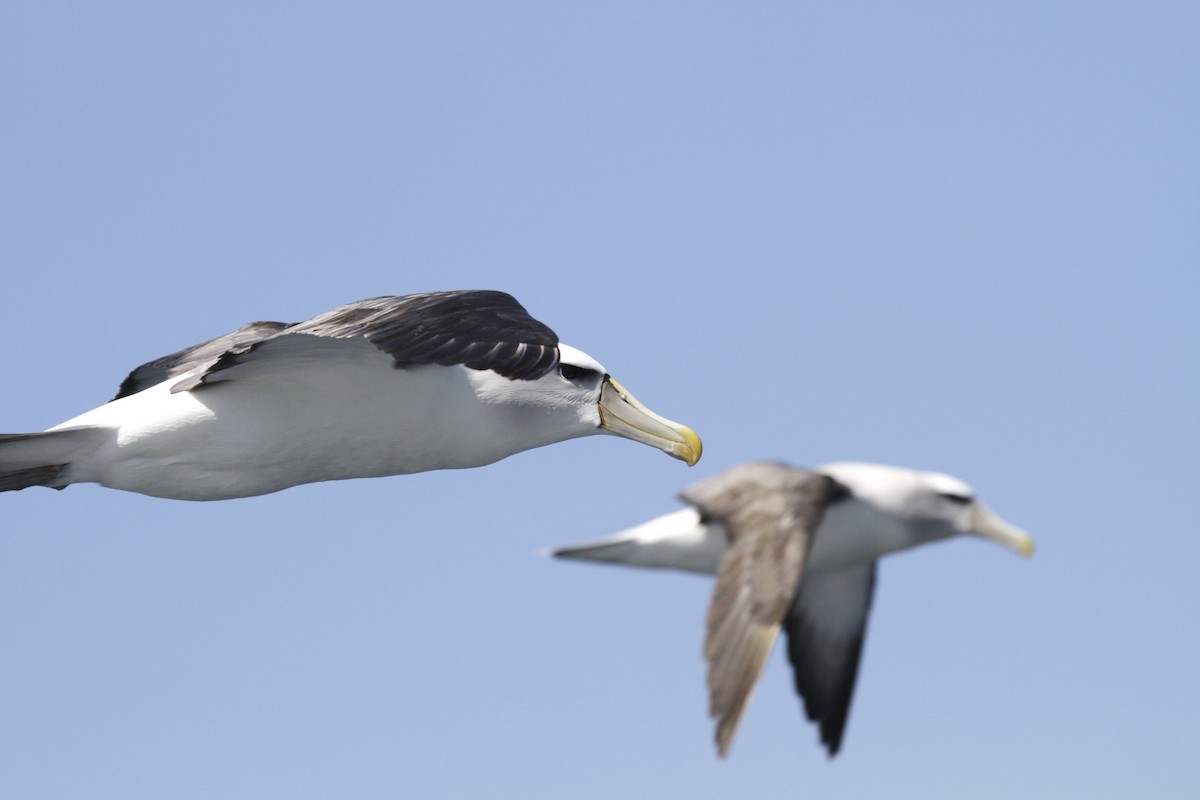 White-capped Albatross - Paul Brooks