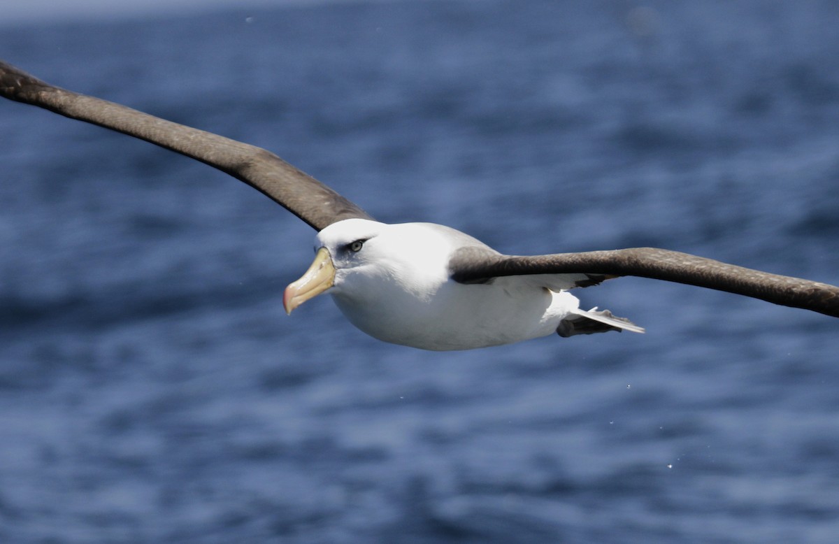 Black-browed Albatross (Campbell) - Paul Brooks