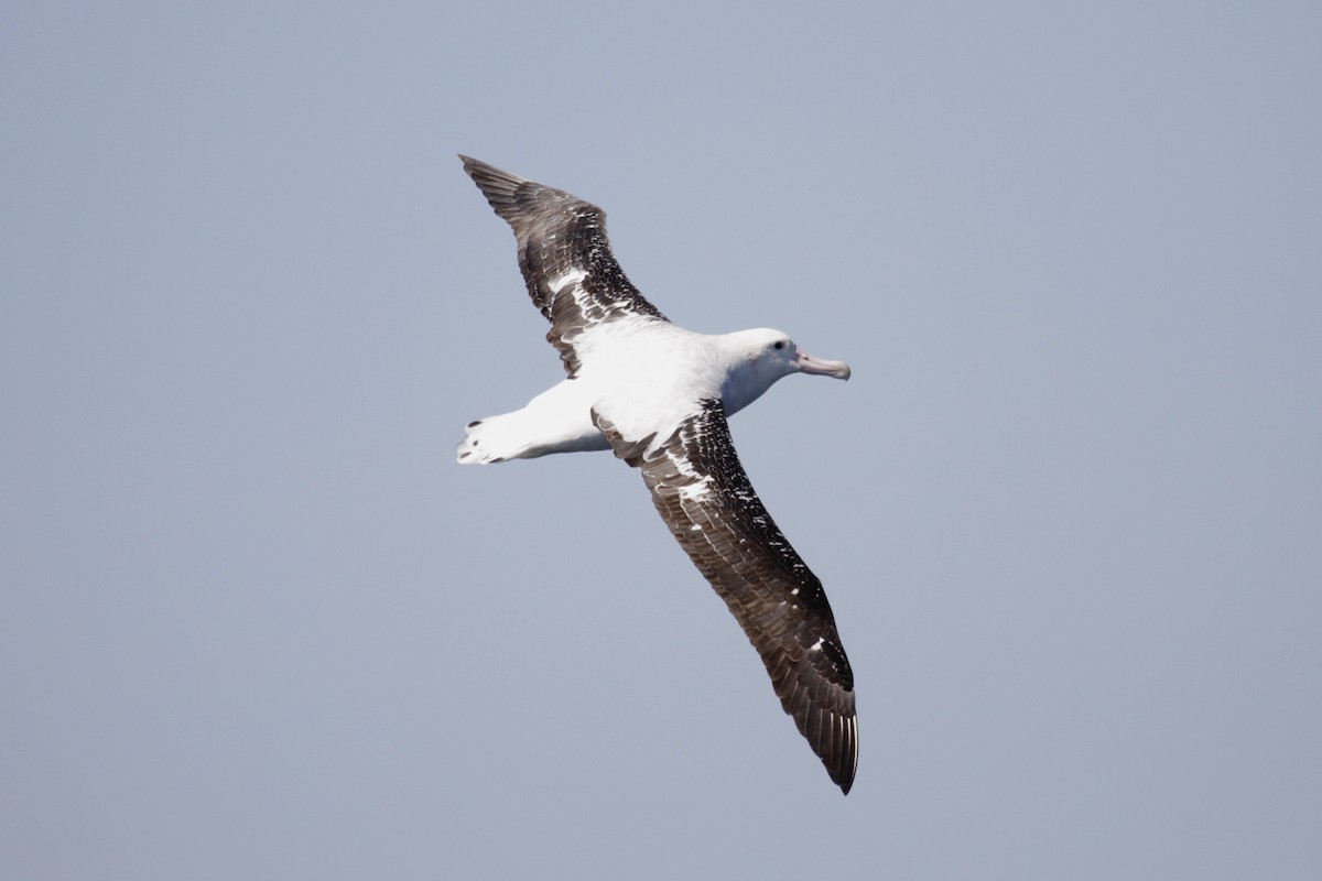 Antipodean Albatross (Gibson's) - Paul Brooks
