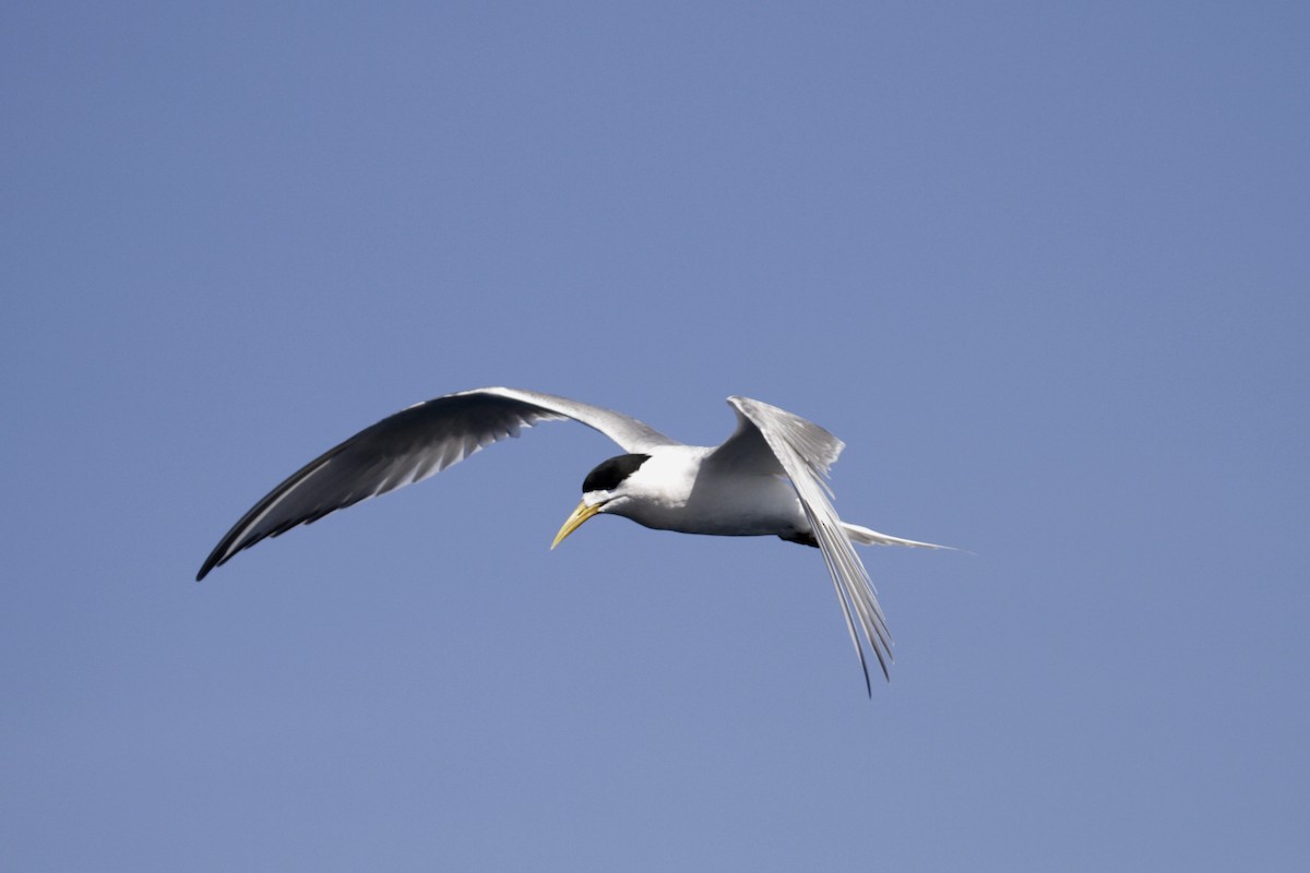 Great Crested Tern - ML76589431