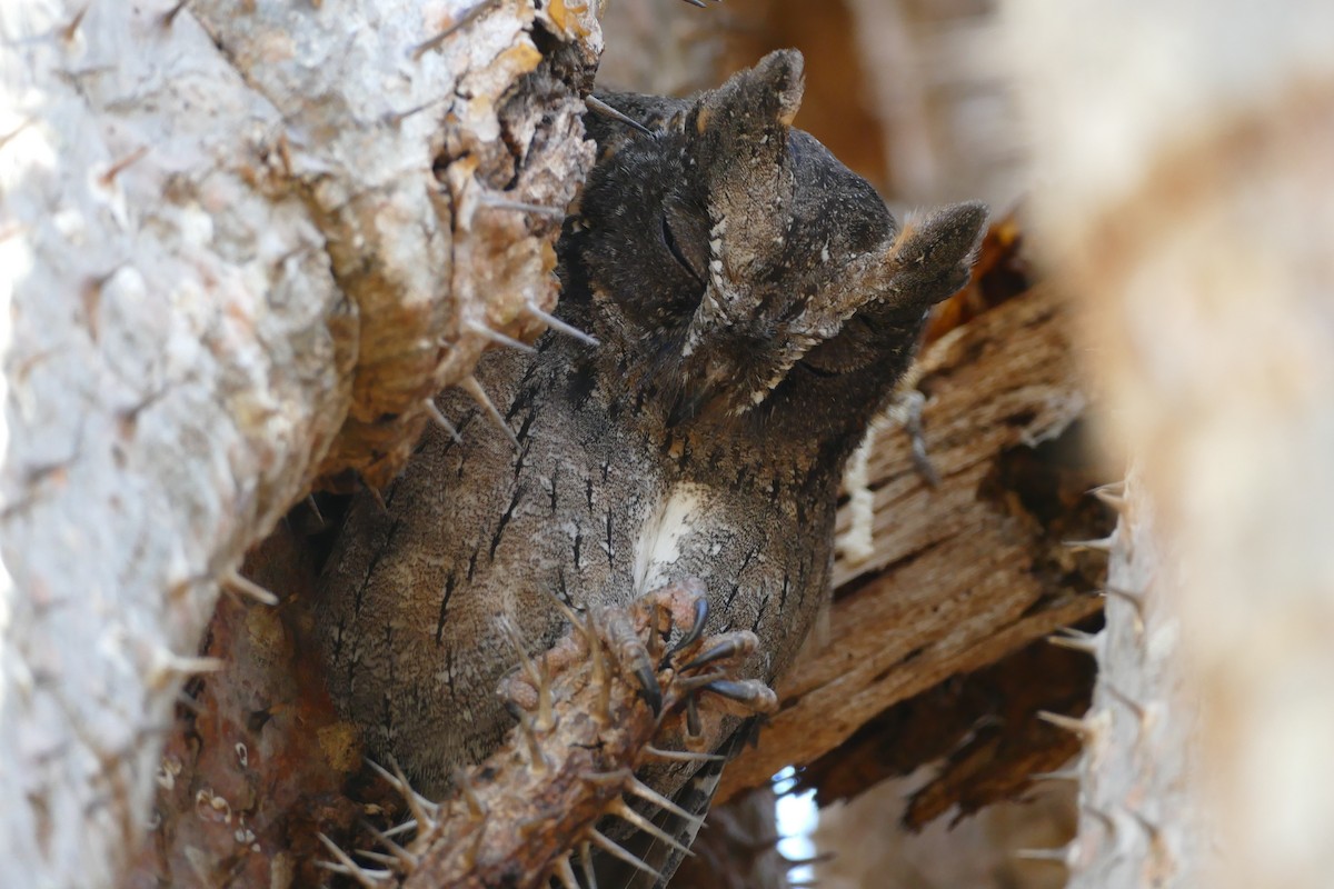Madagascar Scops-Owl (Torotoroka) - ML76590491