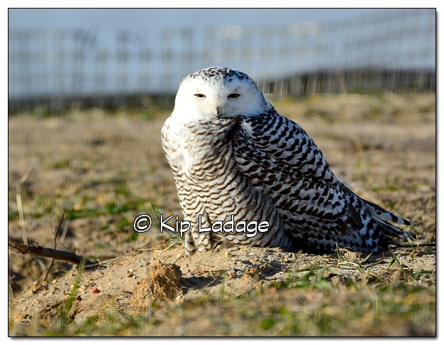 Snowy Owl - ML76590961