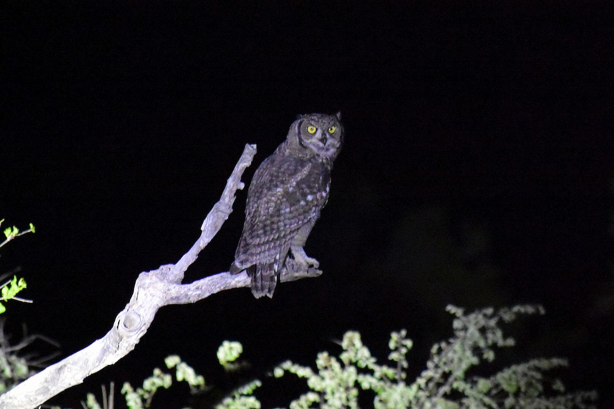 Spotted Eagle-Owl - Joel Trick