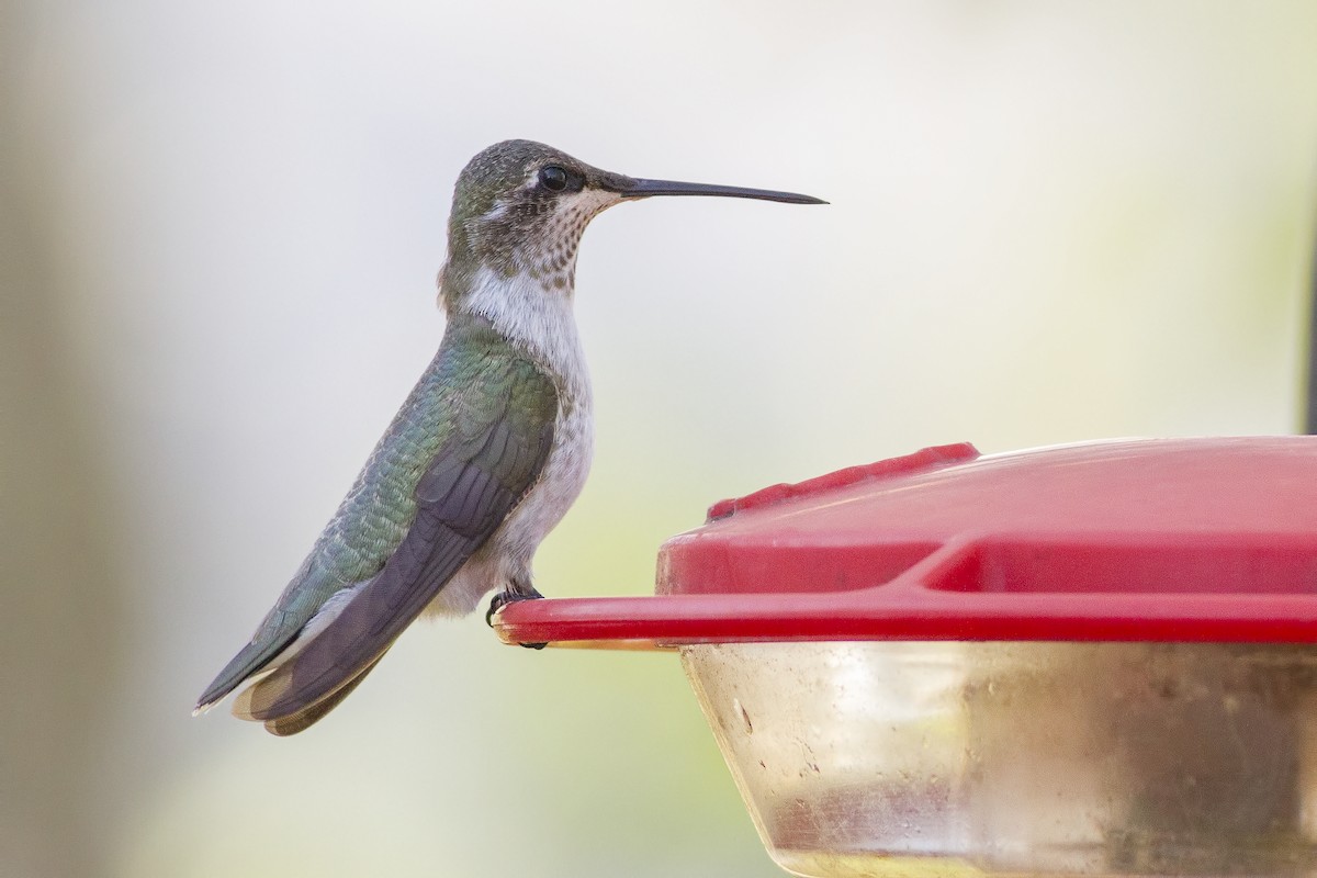 Black-chinned Hummingbird - Samuel Paul Galick