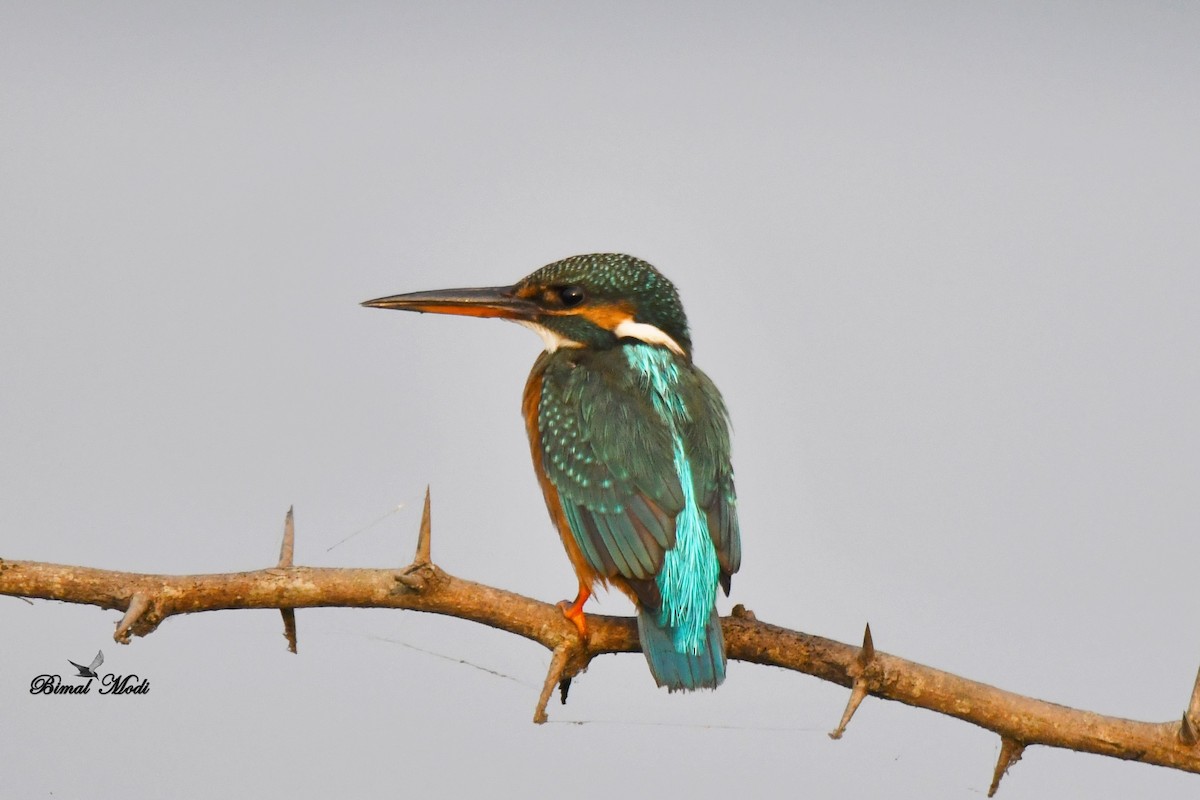 Common Kingfisher - Bimal Modi