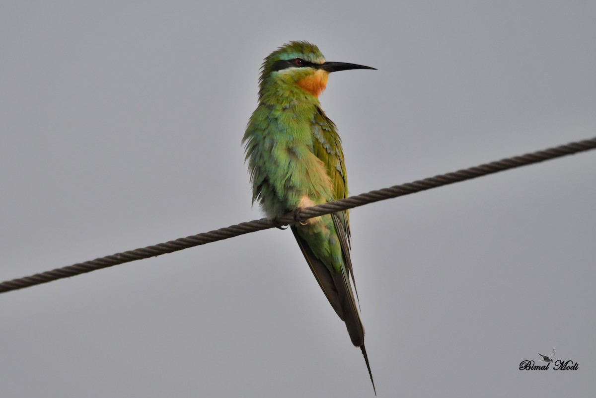 Blue-cheeked Bee-eater - Bimal Modi