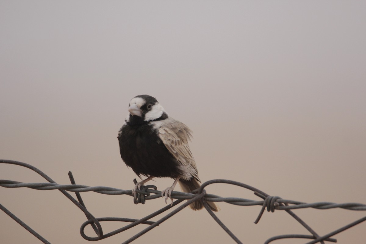 Black-crowned Sparrow-Lark - ML76597041