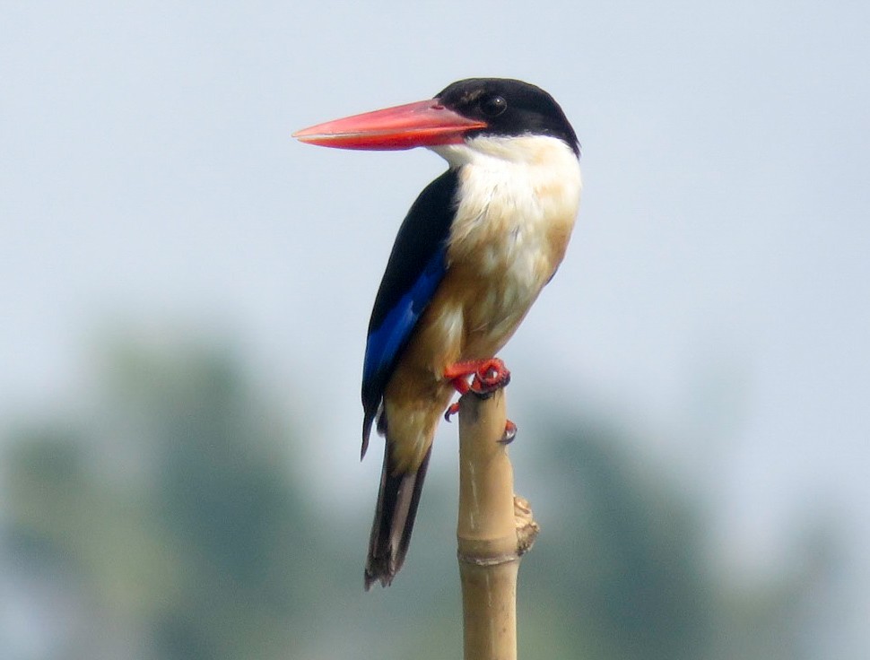 Black-capped Kingfisher - Sumesh PB
