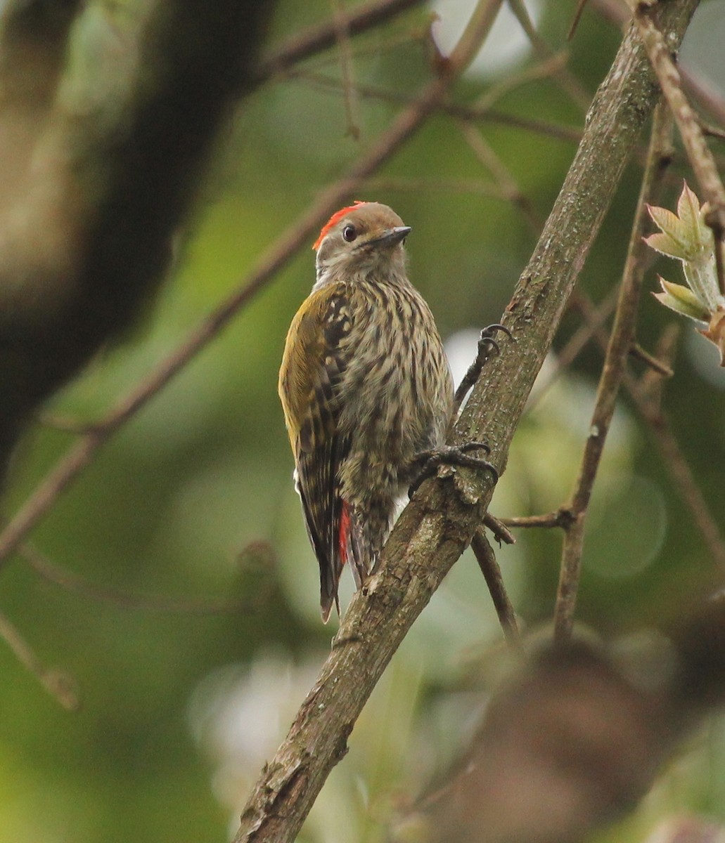 Abyssinian Woodpecker - ML76597491