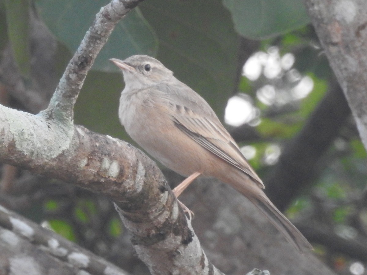 Long-billed Pipit (Indian) - ML76600811
