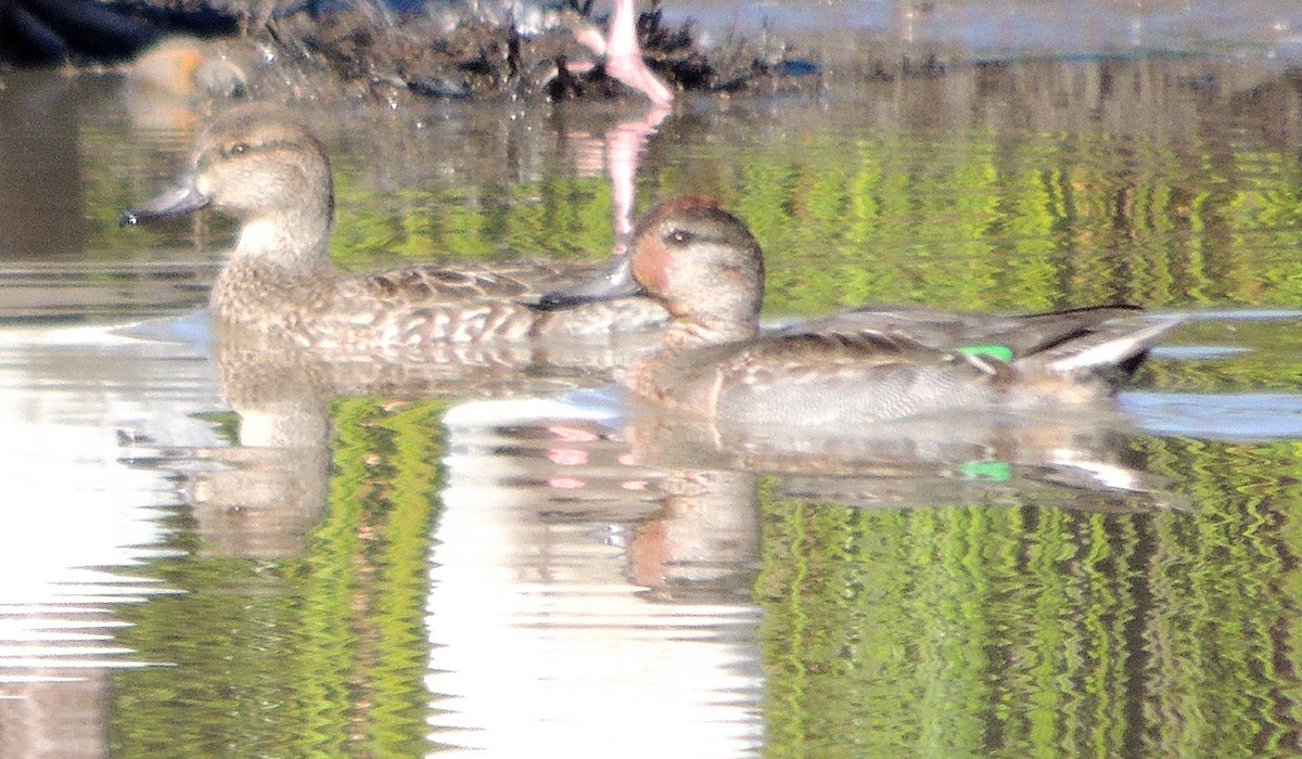 Green-winged Teal - Jay Huner