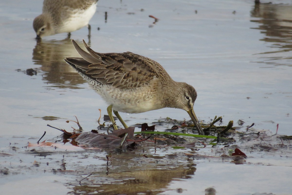 Long-billed Dowitcher - ML76603831