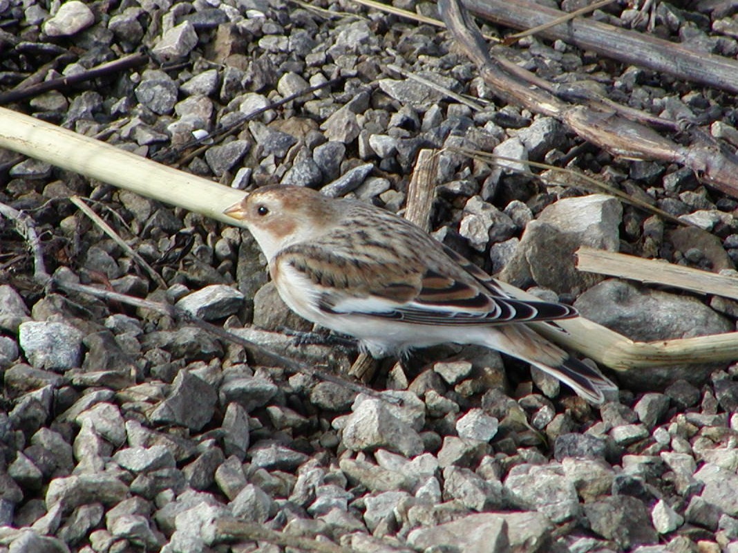 Snow Bunting - Tommie Rogers