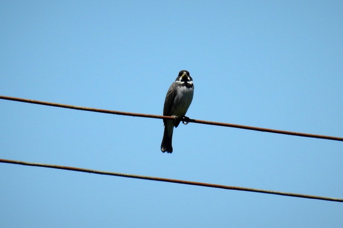 Double-collared Seedeater - ML76605741