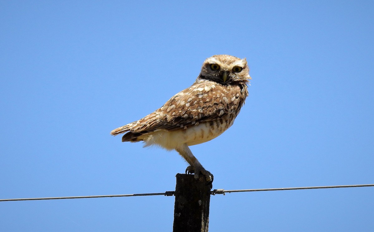 Burrowing Owl - ML76605871
