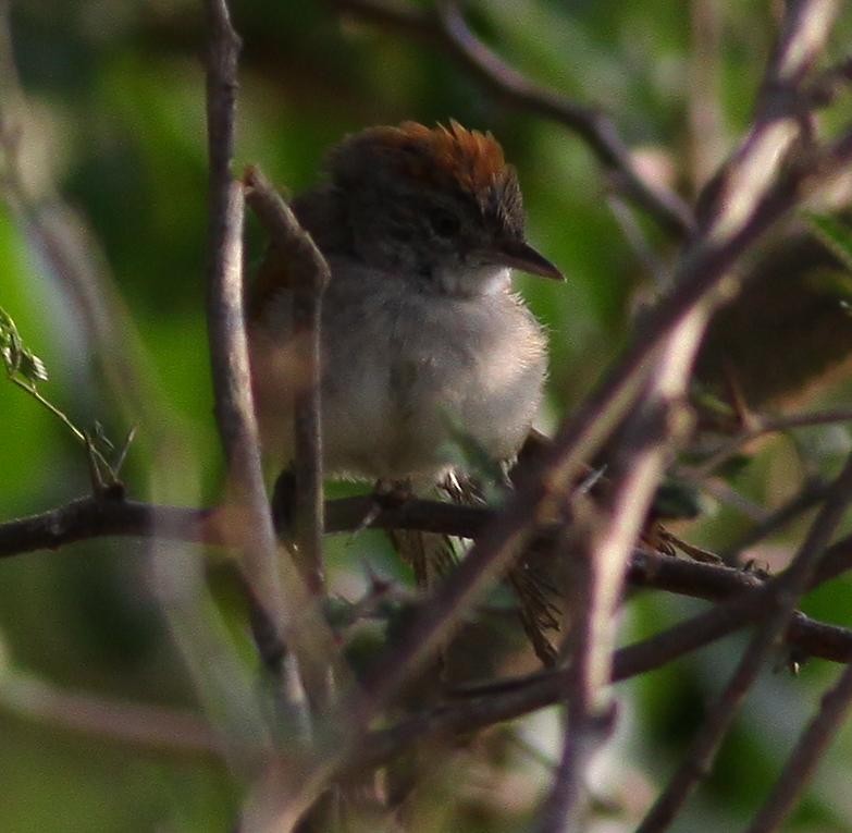 Pale-breasted Spinetail - ML76607351