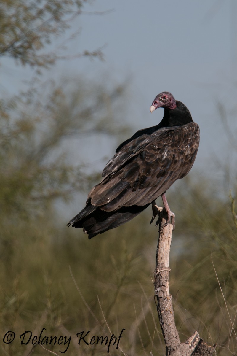 Turkey Vulture - Delaney Kempf
