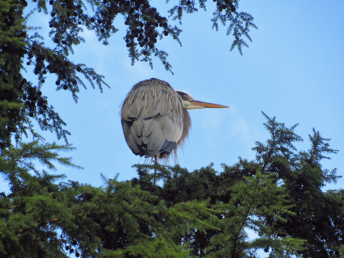 Great Blue Heron - Eric Walther