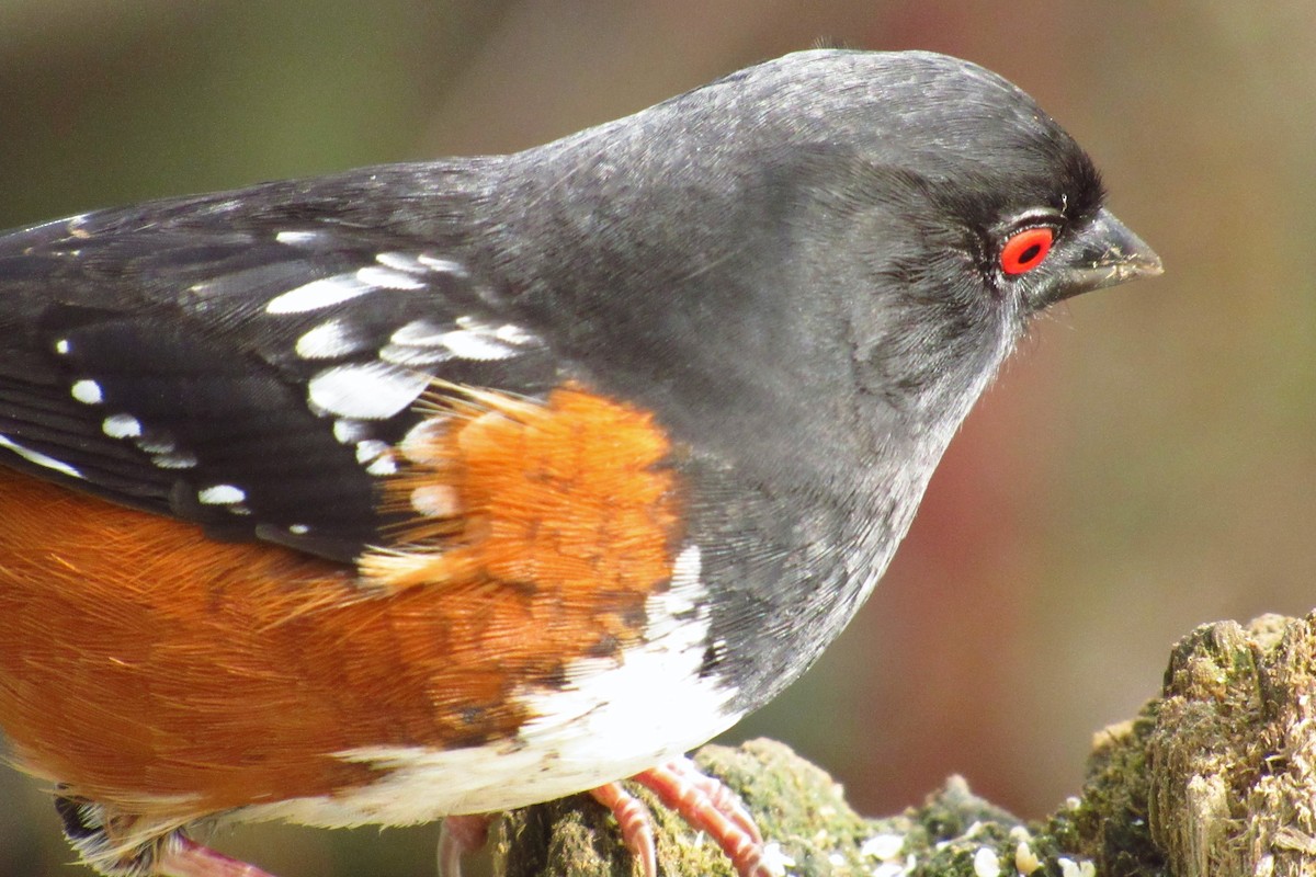 Spotted Towhee - Eric Walther
