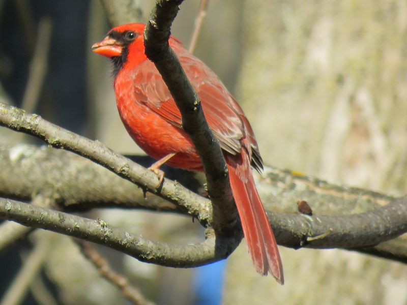 Cardinal rouge - ML76613521