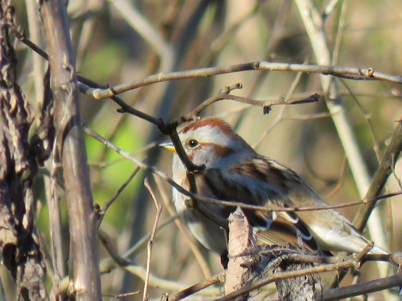 American Tree Sparrow - Tracy The Birder