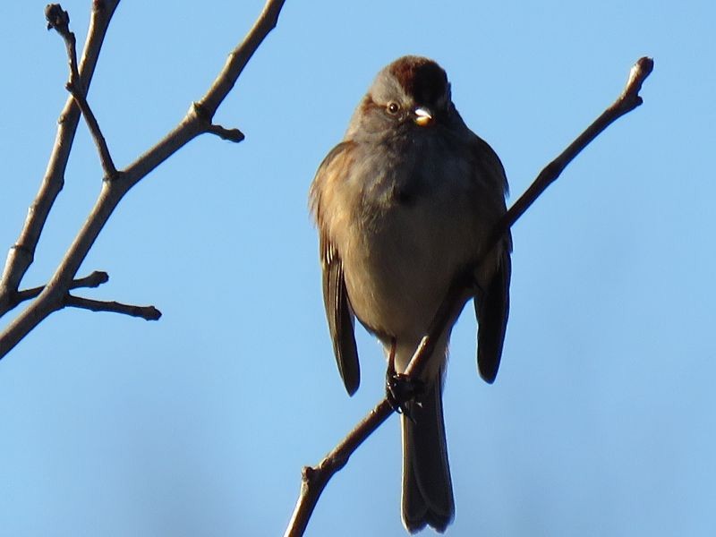 American Tree Sparrow - Tracy The Birder