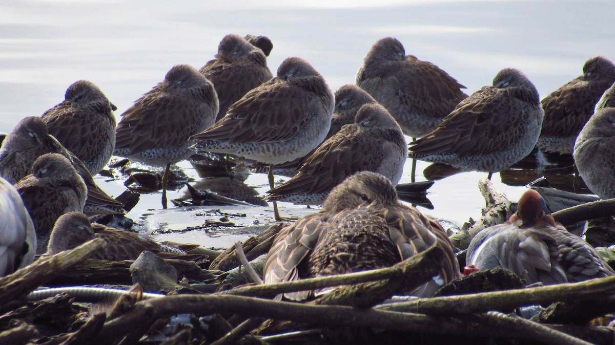 Long-billed Dowitcher - ML76614661