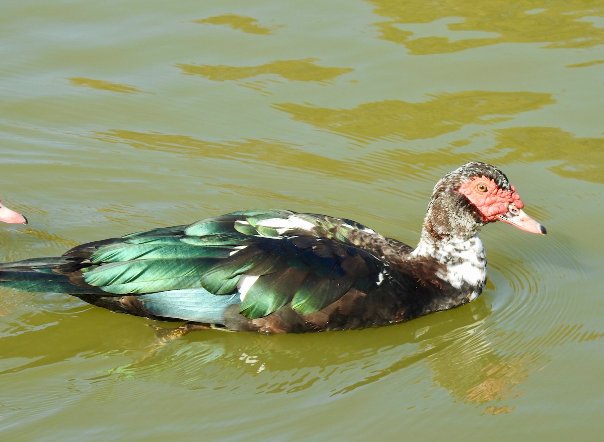 Muscovy Duck (Domestic type) - ML76615071