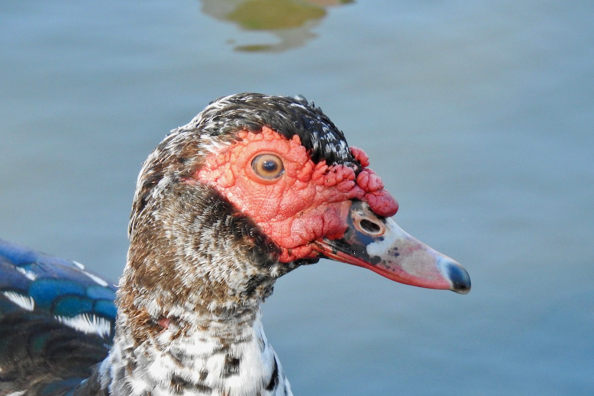 Muscovy Duck (Domestic type) - ML76615081