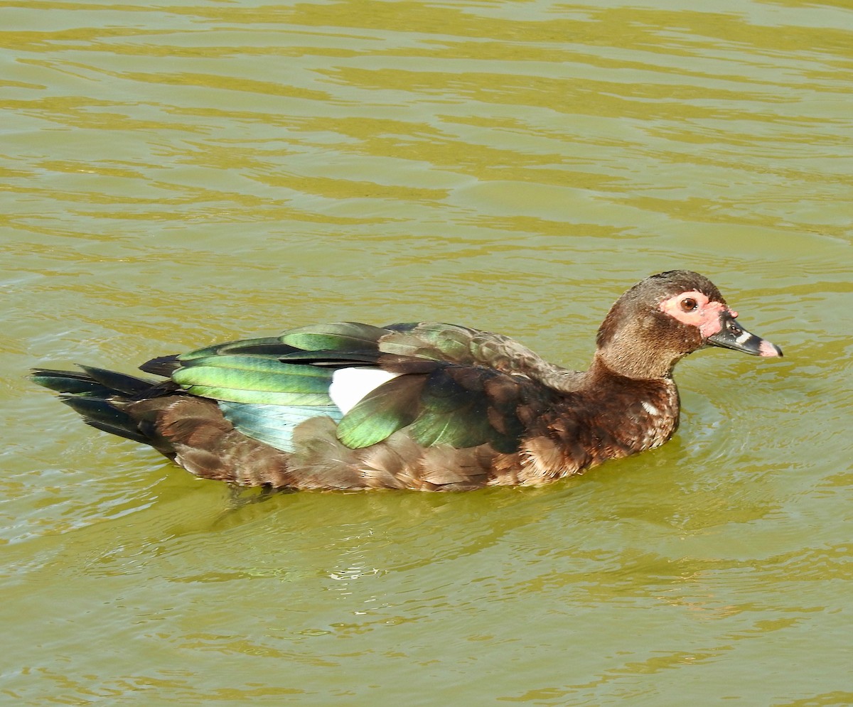 Muscovy Duck (Domestic type) - ML76615101