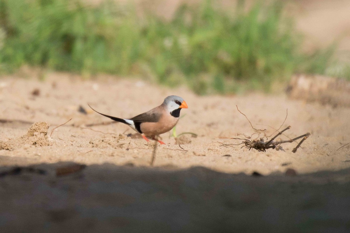 Long-tailed Finch - Linda Rudolph