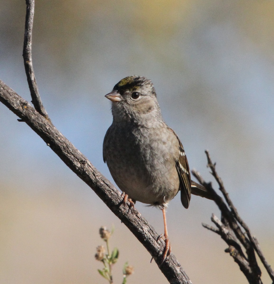Golden-crowned Sparrow - ML76617061
