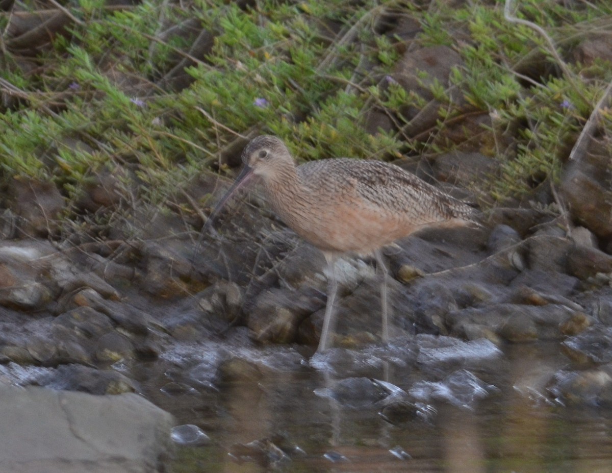 Long-billed Curlew - ML76617641