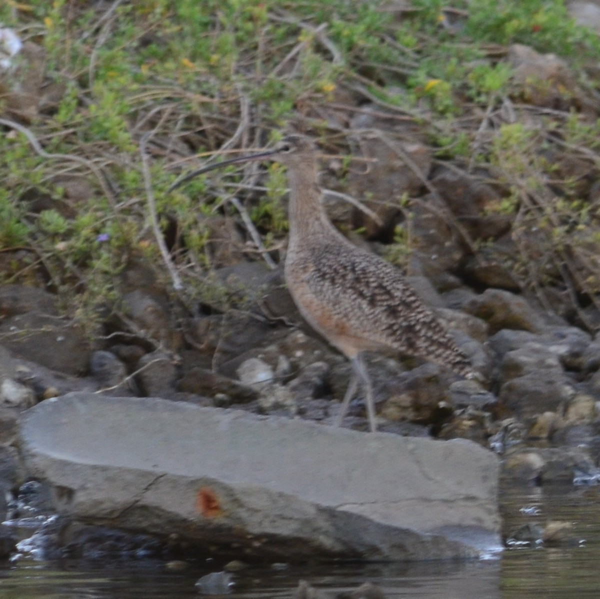Long-billed Curlew - ML76617651